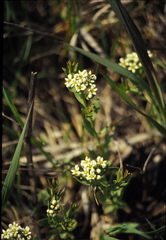 Comandra umbellata pallida