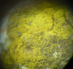 Candelariella xanthostigma