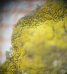 Candelariella xanthostigma