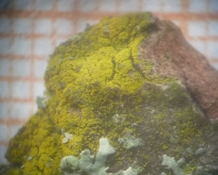 Candelariella xanthostigma