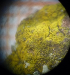 Candelariella xanthostigma