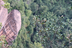 Quercus myrsinifolia