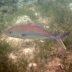 Caranx papuensis