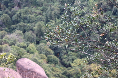Quercus myrsinifolia