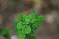 Clusiaceae