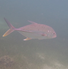 Caranx papuensis