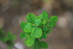 Clusiaceae