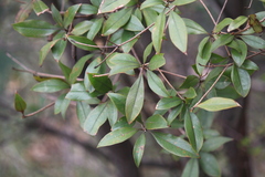 Litsea coreana sinensis