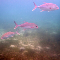Caranx papuensis