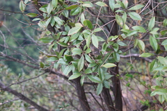 Litsea coreana sinensis