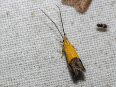 Crocanthes micradelpha