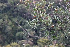 Quercus myrsinifolia