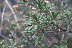 Quercus myrsinifolia