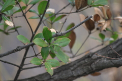 Quercus phillyreoides