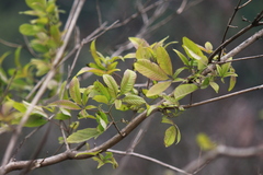 Vitex negundo cannabifolia