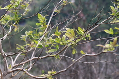 Vitex negundo cannabifolia