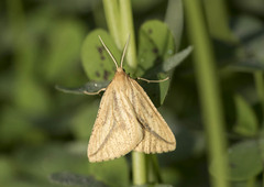 Aspitates collinaria