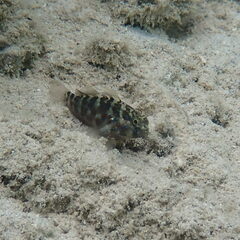 Asterropteryx semipunctata