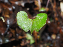 Corybas hypogaeus