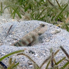 Cryptocentrus leptocephalus