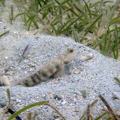 Cryptocentrus leptocephalus