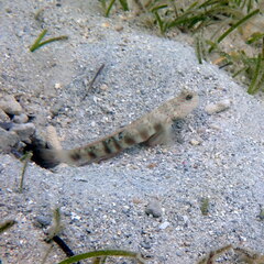 Cryptocentrus leptocephalus