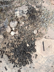 Boselaphus tragocamelus