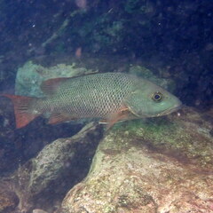 Lutjanus argentimaculatus