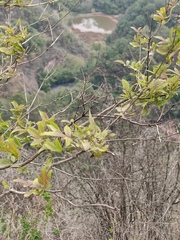 Vitex negundo cannabifolia