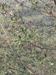Quercus myrsinifolia