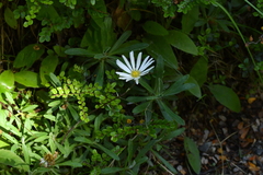 Celmisia angustifolia