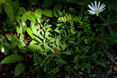 Celmisia angustifolia