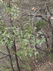 Litsea coreana sinensis