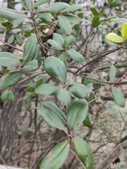 Quercus phillyreoides