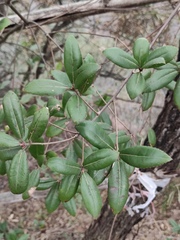 Quercus phillyreoides