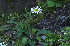 Celmisia verbascifolia