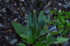 Celmisia verbascifolia