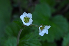 Geum cockaynei
