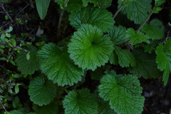 Geum cockaynei