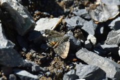 Paranotoreas brephosata