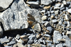 Paranotoreas brephosata