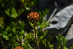 Leptinella pyrethrifolia