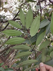 Cinnamomum austrosinense