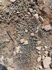 Boselaphus tragocamelus