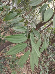 Cinnamomum austrosinense