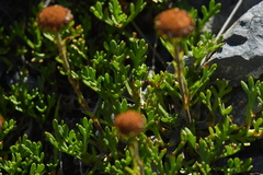 Leptinella pyrethrifolia
