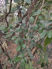 Syzygium austrosinense