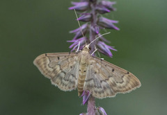 Herpetogramma dorsipunctalis