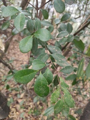 Syzygium austrosinense