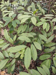Strophanthus divaricatus